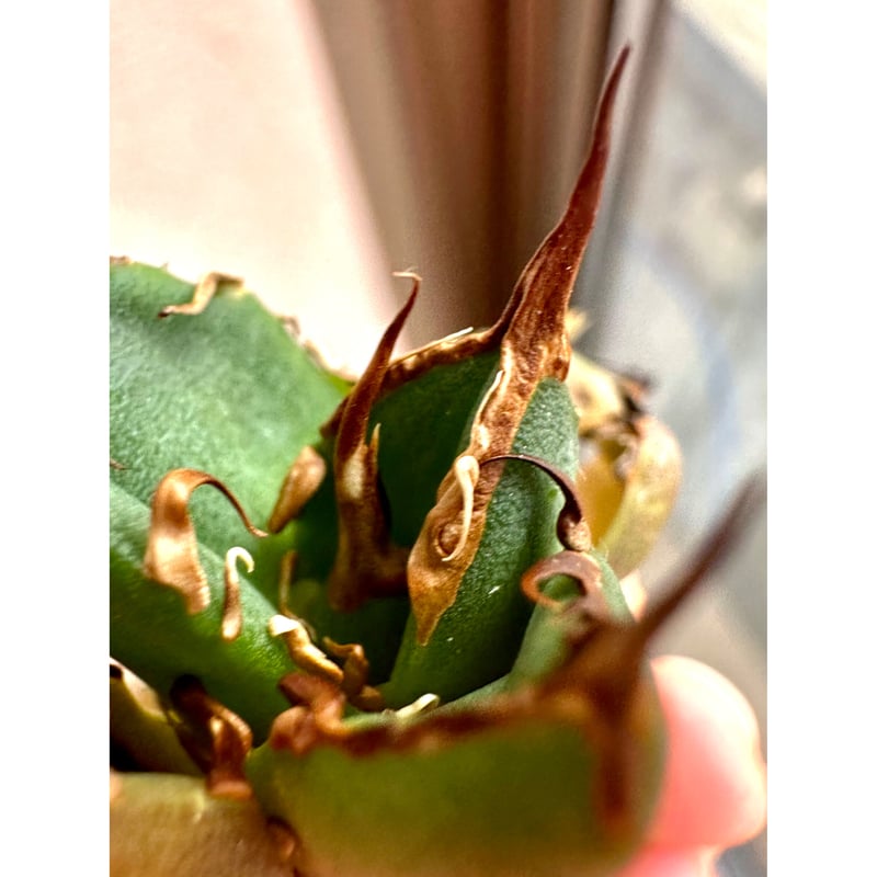 アガベ『ピカチュウ 鬼爪』 | Lucky Summer Agave