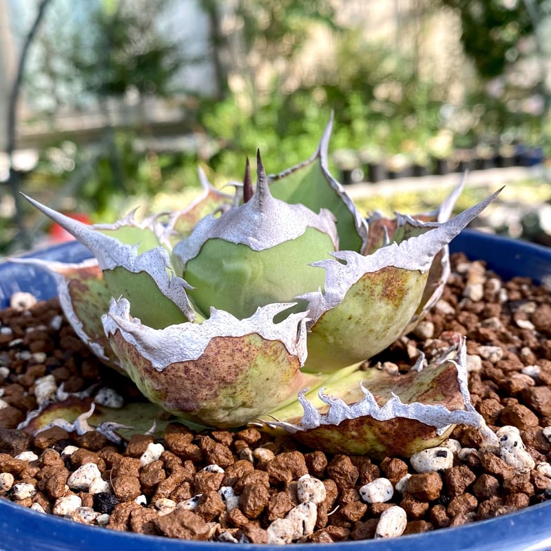 agave titanota 鯊魚劍 中株 台湾輸入株！