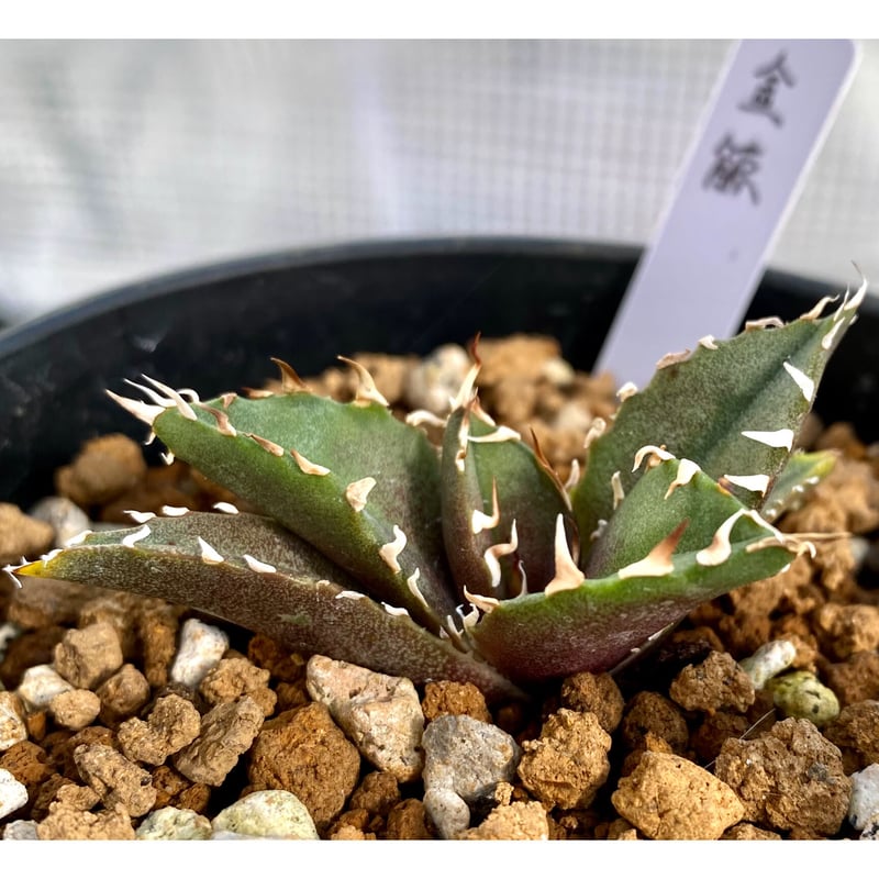 國枝様専用 アガベ『金鯨』&『黒鯨』&『カブトガニ錦』発根済み子株