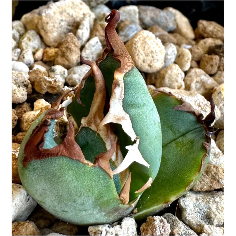 アガベ agave titanota チタノタ『白犀牛』超極上コレクション株 アガベ agave titanota チタノタ『白犀牛』超極上コレクション株