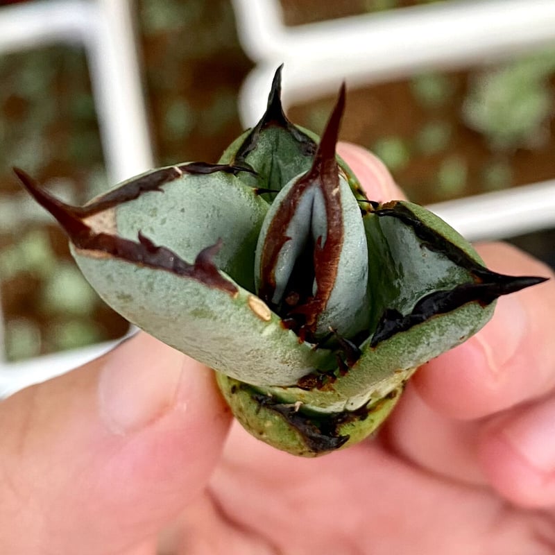 アガベ チタノタ agave titanota 鳳凰 発根済み子株 | Lucky Su