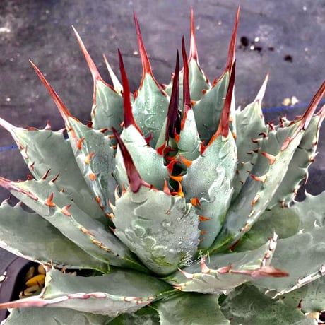 アガベ ハイブリッド ラプター 子株⑦ アガベ』【コロラータ hybrid