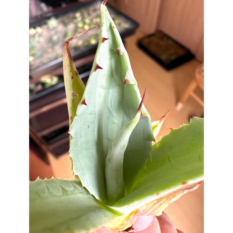 アガベ　オルカ agabe-ova14.jpg