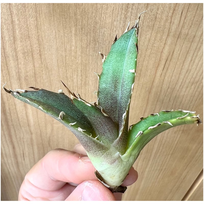 アガベ agave titanota チタノタ『金鯨』 | Lucky Summer Agave アガベ agave titanota チタノタ『金鯨』 | Lucky Summer Agave