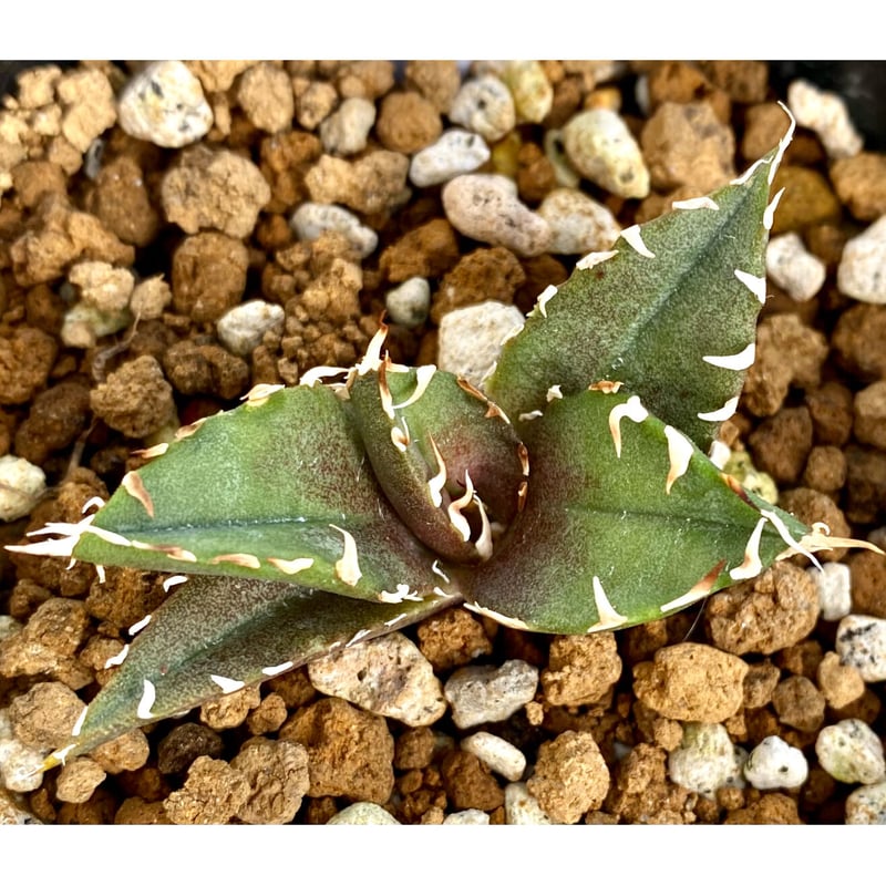 國枝様専用 アガベ『金鯨』&『黒鯨』&『カブトガニ錦』発根済み子株