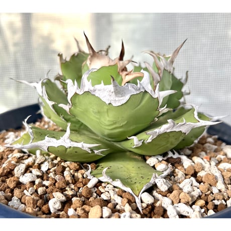 SALE | Lucky Summer Agave SALE | Lucky Summer Agave