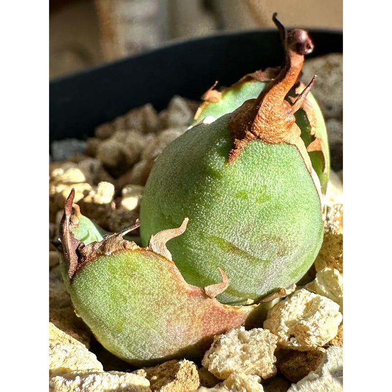 アガベ agave titanota チタノタ『白犀牛』超極上コレクション株 アガベ agave titanota チタノタ『白犀牛』超極上コレクション株
