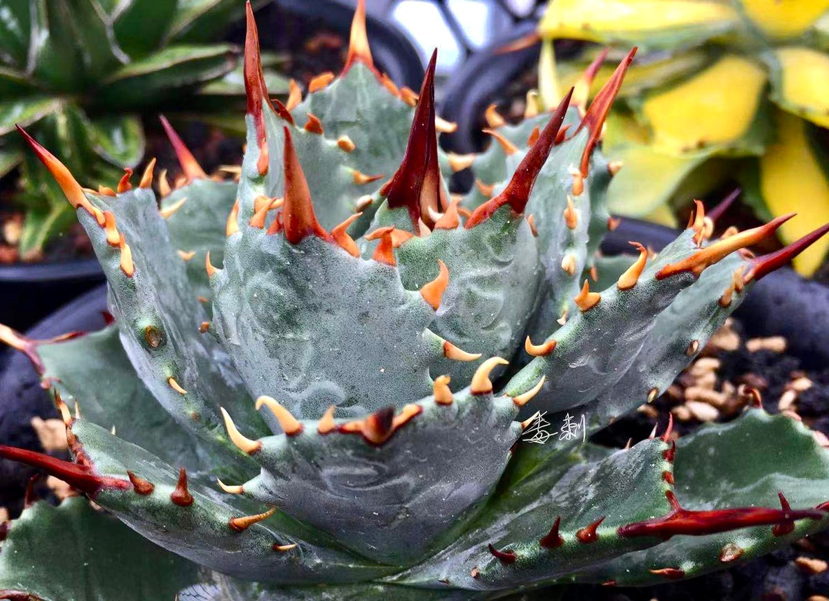 fit=scale-down,w=1200 