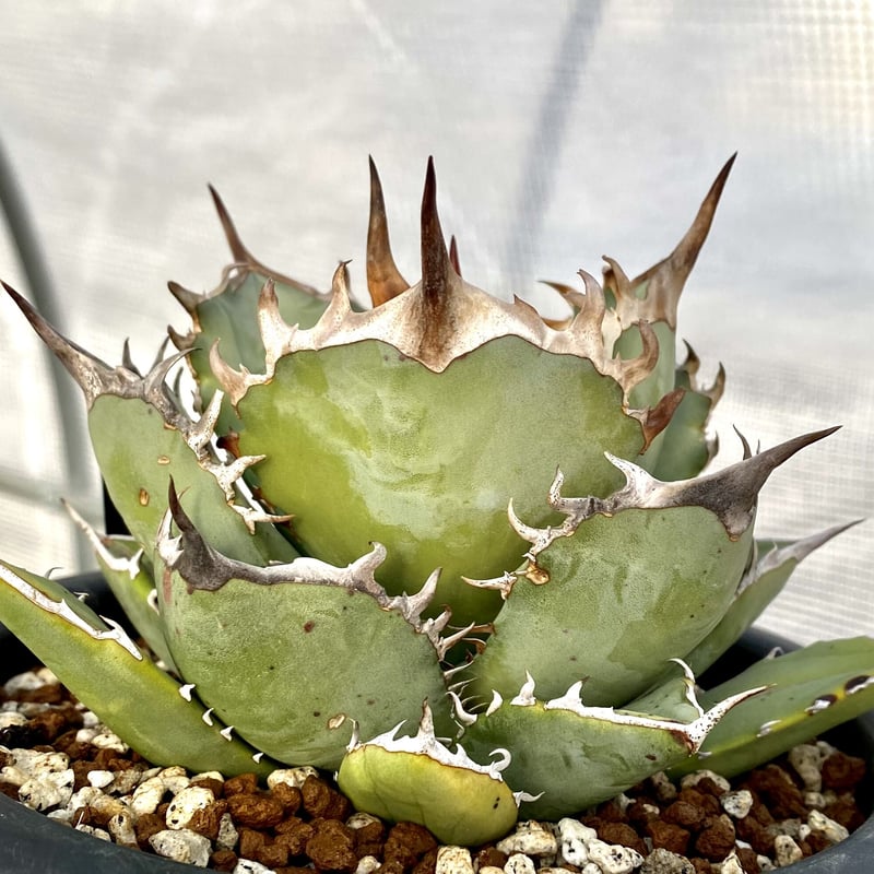 アガベ チタノタ 鳳凰