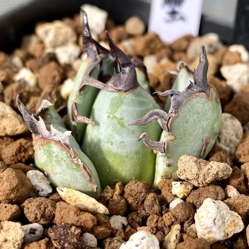 Agave 螃蟹 アガベ カニ 発根済み