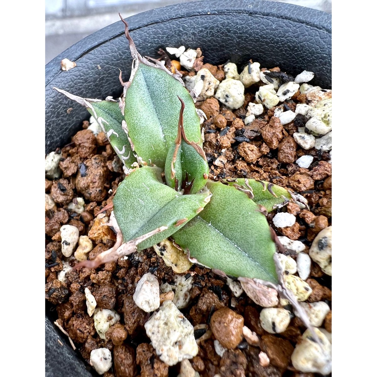 アガベ　チタノタ緑犀牛 アガベ チタノタ 緑犀牛 | hanayoshi-botanical