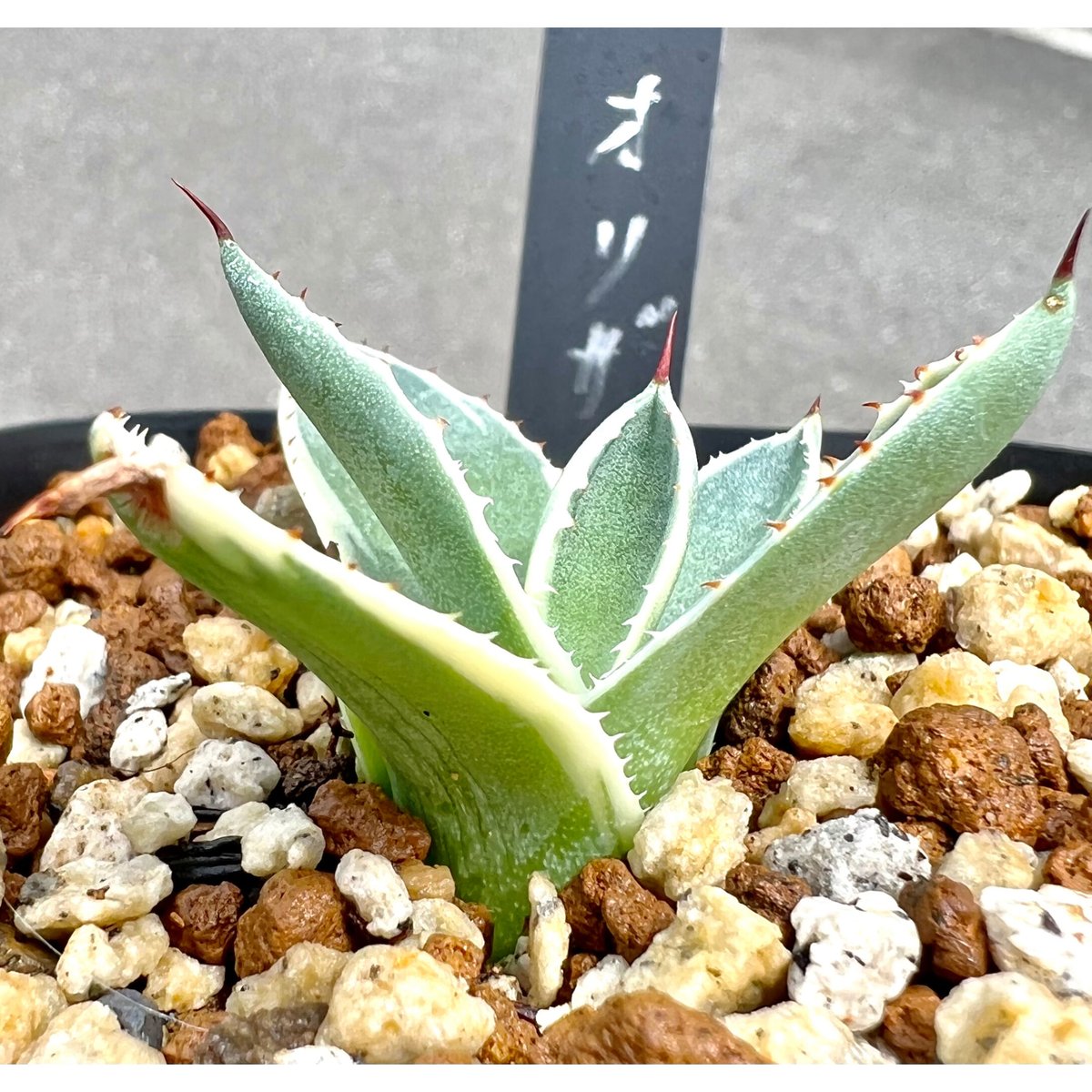 アガベ agave 『オリザバ』 | Lucky Summer Agave アガベ agave 『オリザバ』 | Lucky Summer Agave