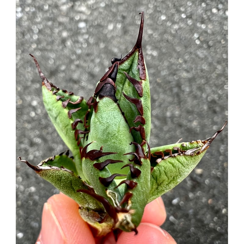 アガベ agave titanota チタノタ『胖鯨』 初輸入!初出品! | Lucky Su...