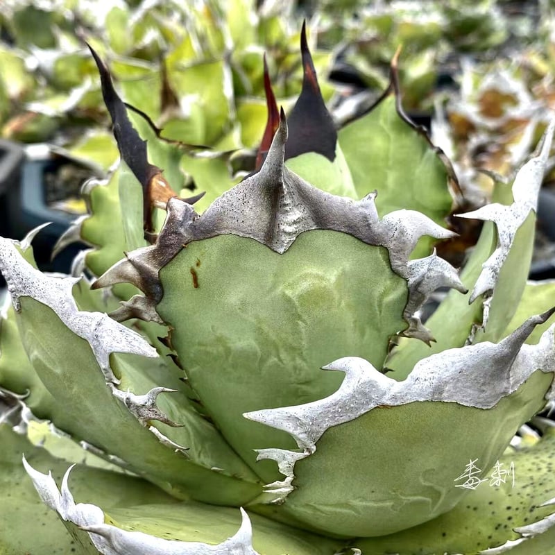 アガベ agave titanota チタノタ 『黒鯊』 | Lucky Summer Agave アガベ agave titanota チタノタ 『黒鯊』 | Lucky Summer Agave