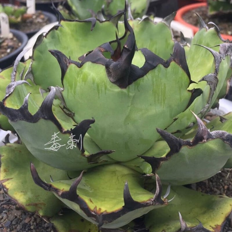 アガベ agave titanota チタノタ『黒鯨』 発根済み大きめサイズ