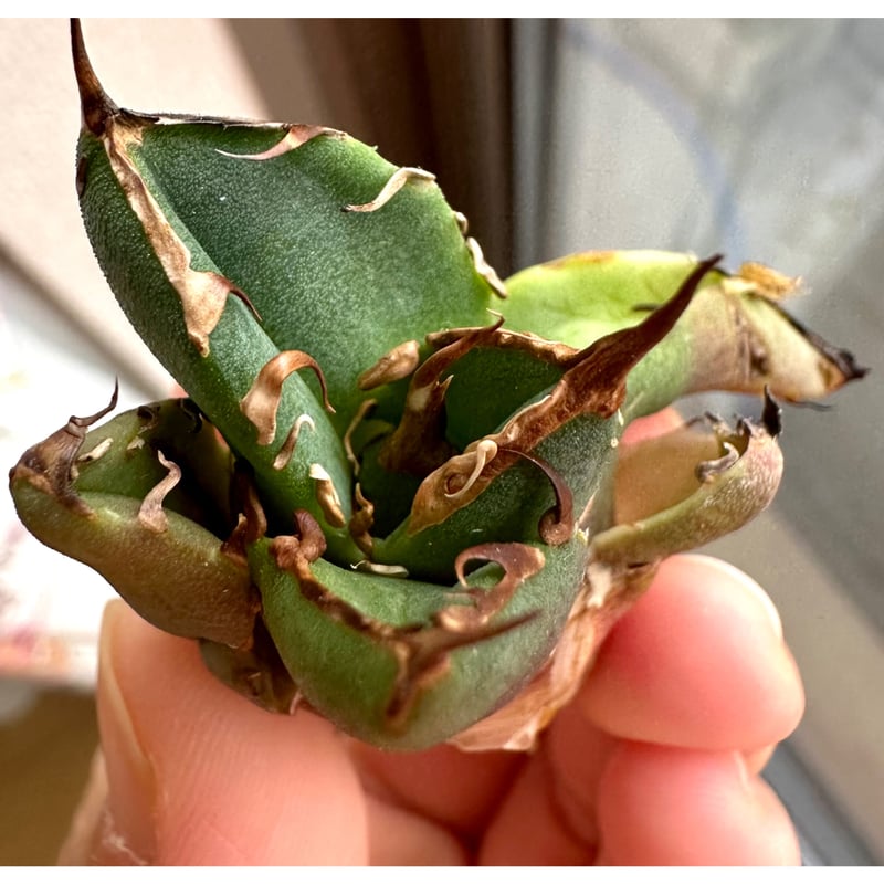 アガベ　鬼爪中株　アガベ　ピカチュウ アガベ チタノタ ピカチュウ 鬼爪 雪峰 | フラワーショップ潤