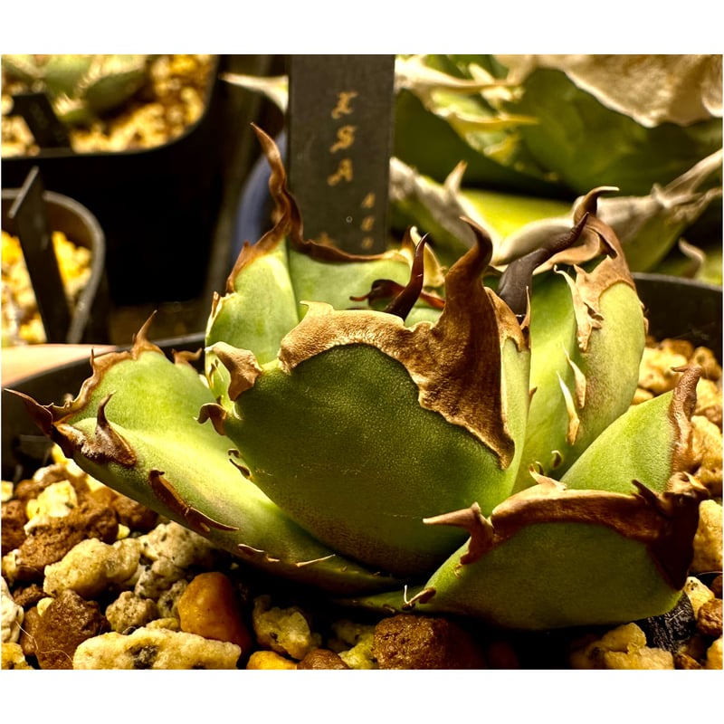 アガベ『キングアーサー』 激レア 最高極厚刺 | Lucky Summer Agave
