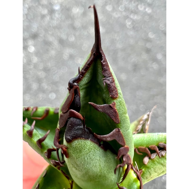 アガベ agave titanota チタノタ『胖鯨』 初輸入!初出品 アガベ agave titanota チタノタ『胖鯨』 初輸入!初出品