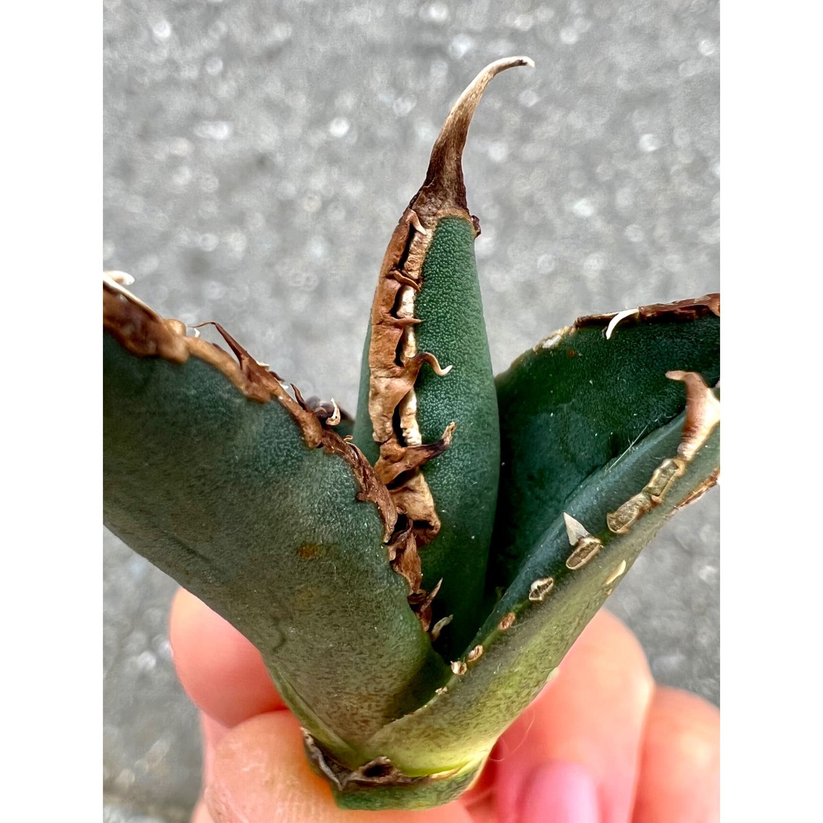 アガベ 狼人 ムチプリ 裏棘 短葉 厚葉 チタノタ 発根済み 極上鋸歯 a0