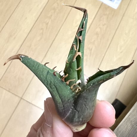 SALE | Lucky Summer Agave