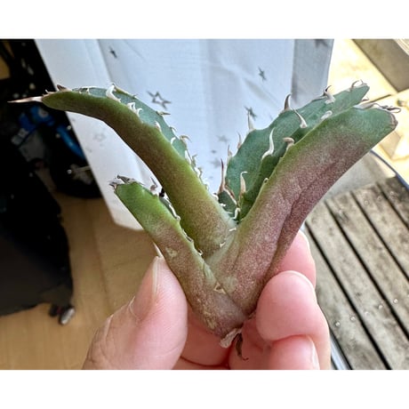 CATEGORY 激レアアガベ | Lucky Summer Agave CATEGORY 激レアアガベ | Lucky Summer Agave