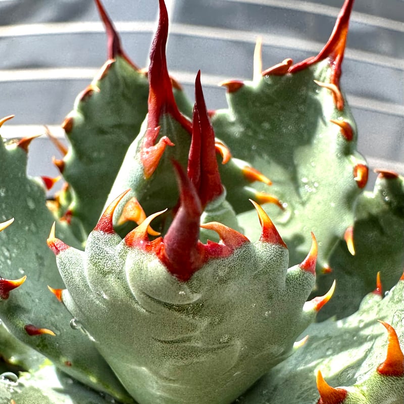 アガベ　ハイブリッド（不明）　シルバーブルー ハイブリッドアガベ BB×ネバデンシス （アガベハイブリッド