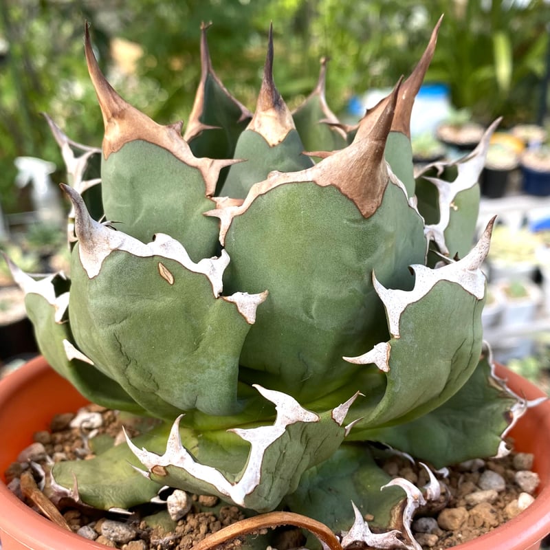 選抜株アガベオテロイ実生株強棘