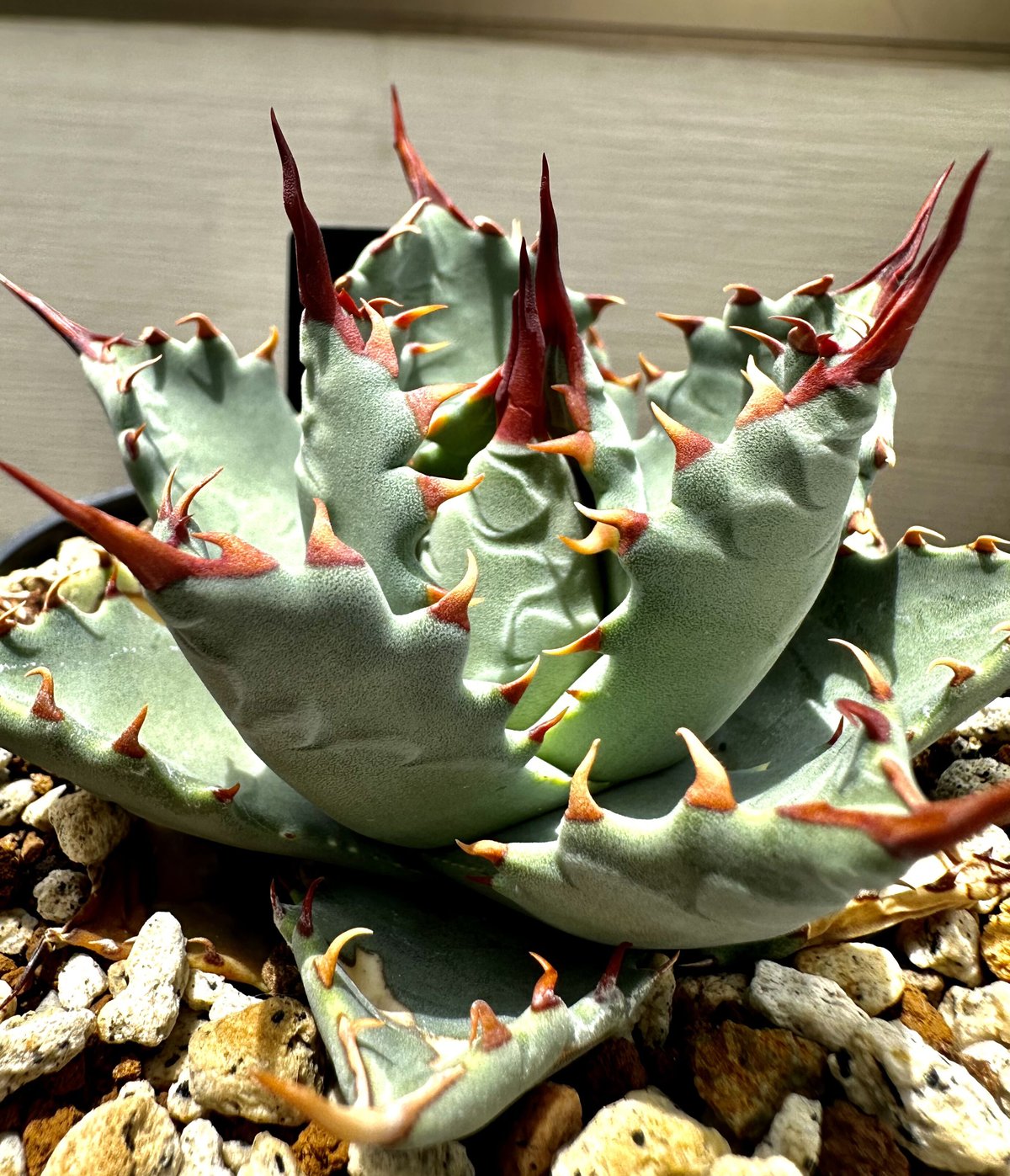 fit=scale-down,w=1200 