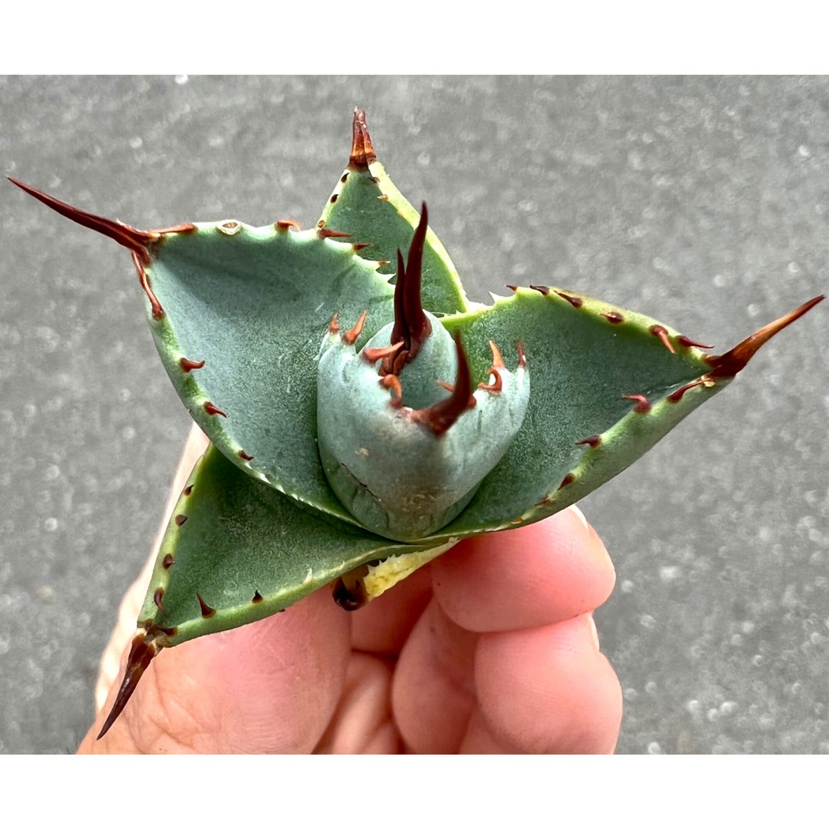 アガベ agave 『妖蟹 C型』 | Lucky Summer Agave アガベ agave 『妖蟹 C型』 | Lucky Summer Agave