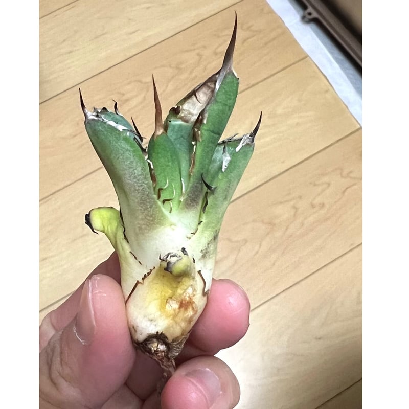 アガベ agave titanota チタノタ『鬼爪 雪峰 皮卡丘』 | Lucky アガベ agave titanota チタノタ『鬼爪 雪峰 皮卡丘』 | Lucky