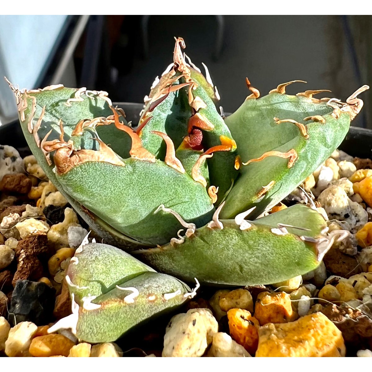 アガベ agave titanota チタノタ『魔丸』超極上コレクション株