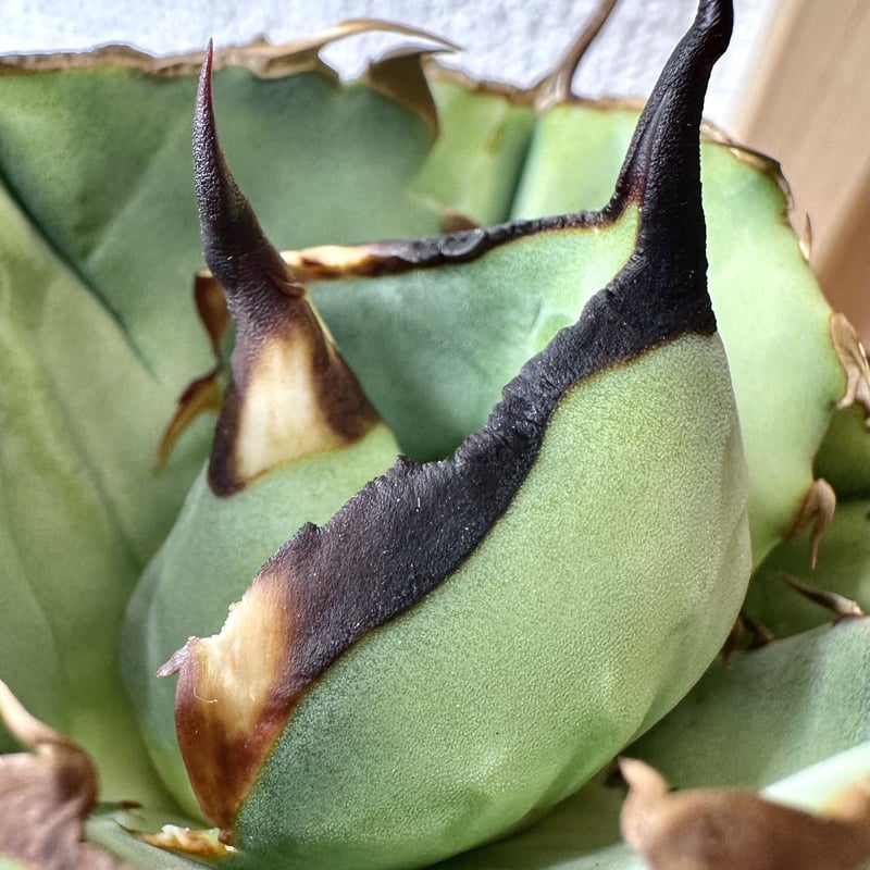 専用ページ アガベ agave 『Juggernaut ジャガーノート 純血 専用ページ アガベ agave 『Juggernaut ジャガーノート 純血