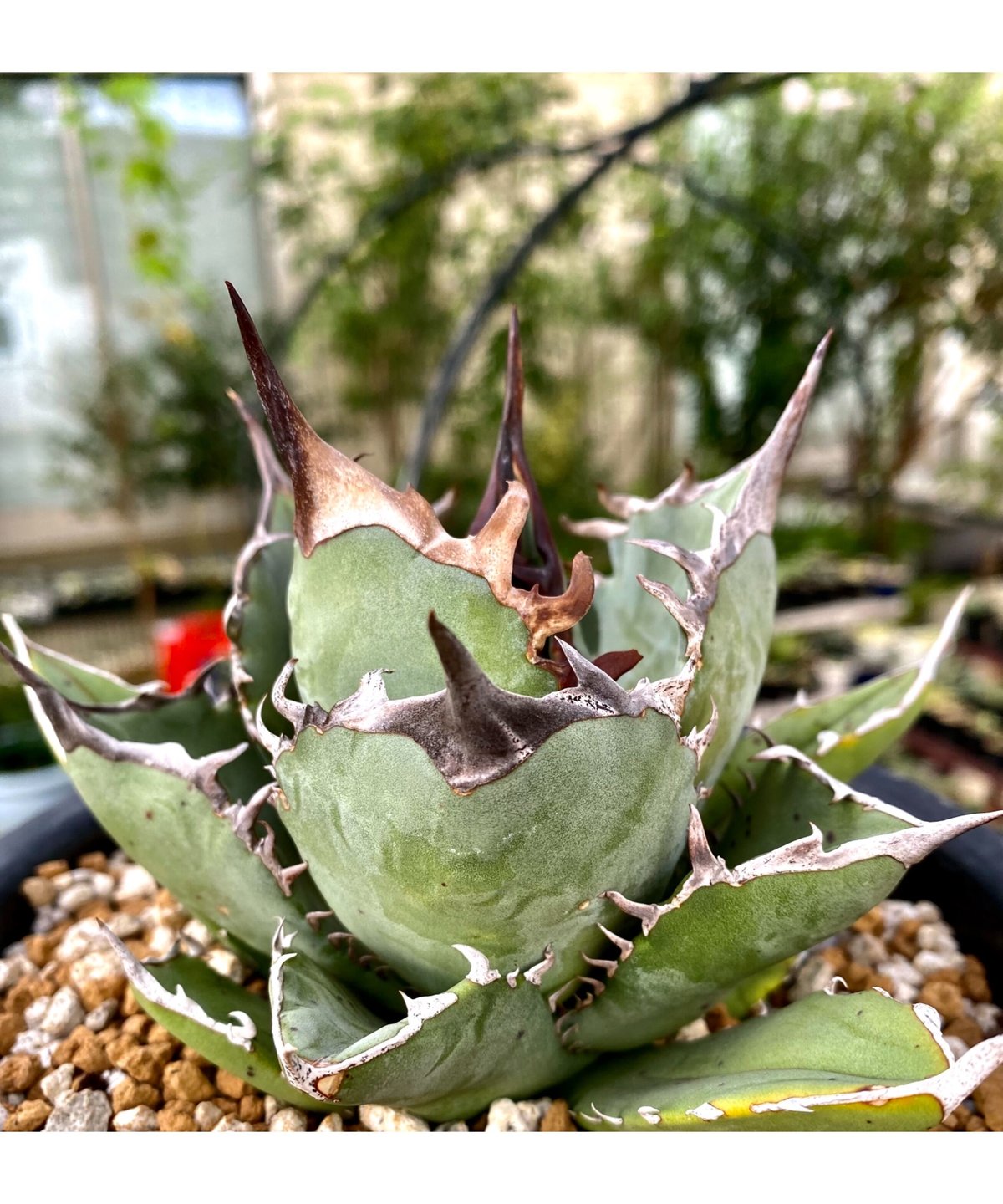 アガベ agave チタノタ titanota 鳳凰 発根済み厳選子株 | Lucky S