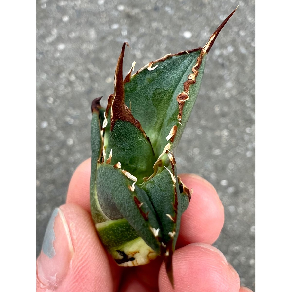 とろごま様アガベ チタノタ スペインSP agave titanota鉢ごと