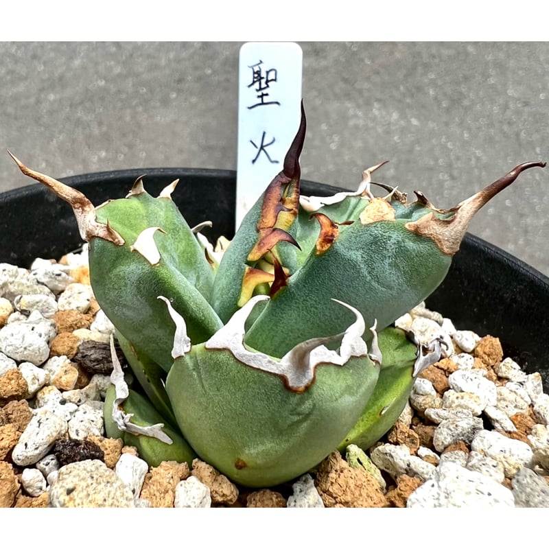 アガベ agave titanota チタノタ『聖火』コレクション超極上株 | Lucky ...