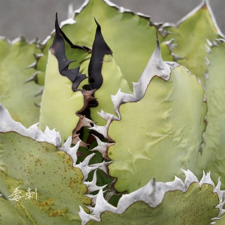 SALE | Lucky Summer Agave SALE | Lucky Summer Agave