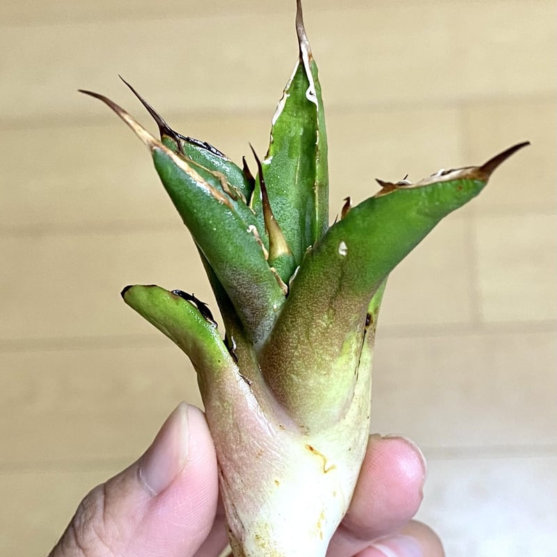 アガベ agave チタノタ titanota 鬼爪 雪峰 大きめサイズ子株 アガベ agave チタノタ titanota 鬼爪 雪峰 大きめサイズ子株