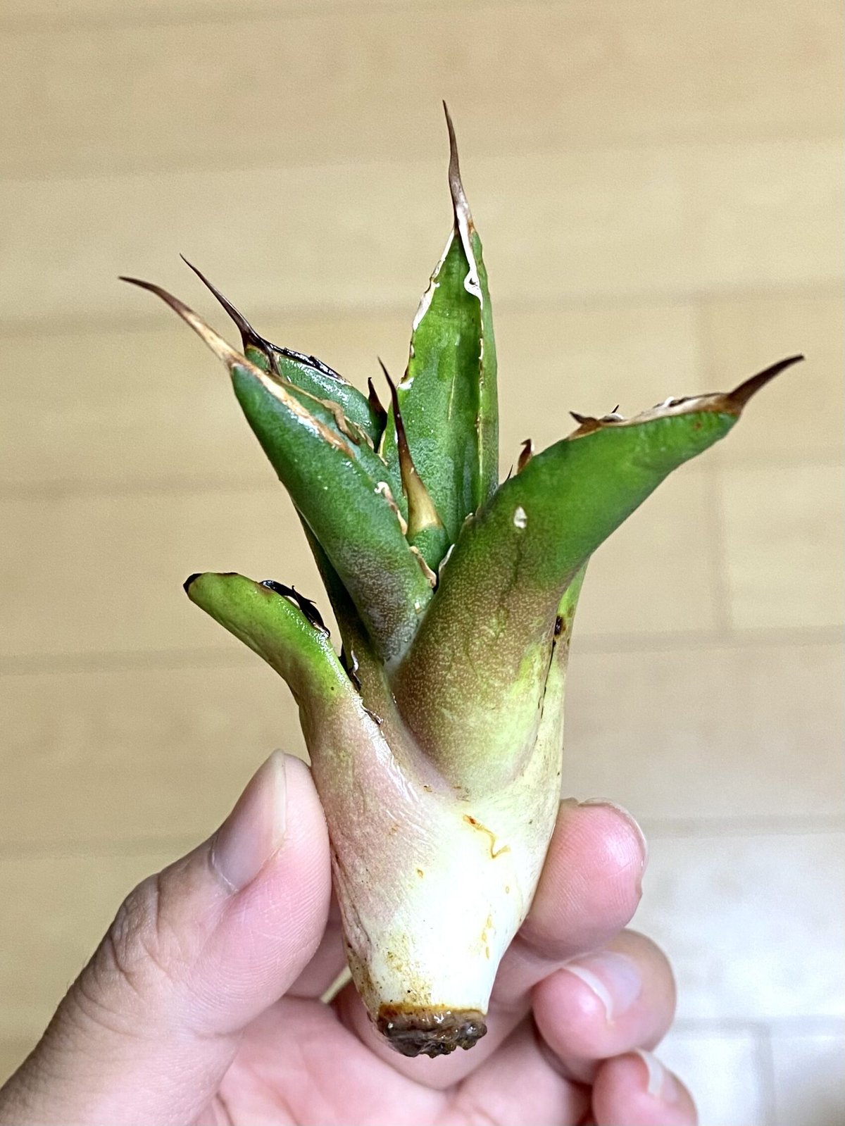 アガベ agave チタノタ titanota 鬼爪 雪峰 大きめサイズ子株 アガベ agave チタノタ titanota 鬼爪 雪峰 大きめサイズ子株