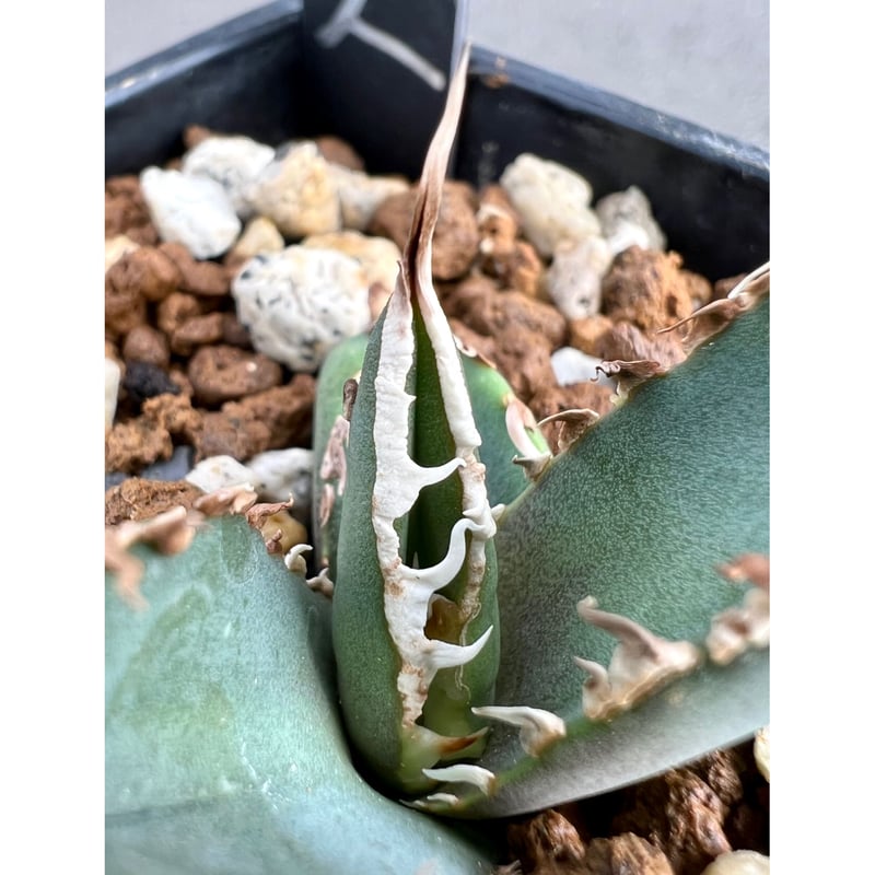 アガベ agave titanota チタノタ『狼人』超極上コレクション株 アガベ agave titanota チタノタ『狼人』超極上コレクション株