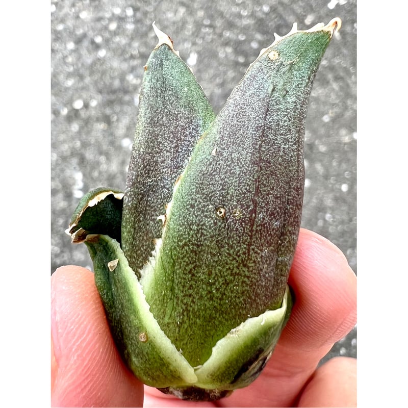 アガベ agave titanota チタノタ『金鯨』 | Lucky Summer Agave アガベ agave titanota チタノタ『金鯨』 | Lucky Summer Agave