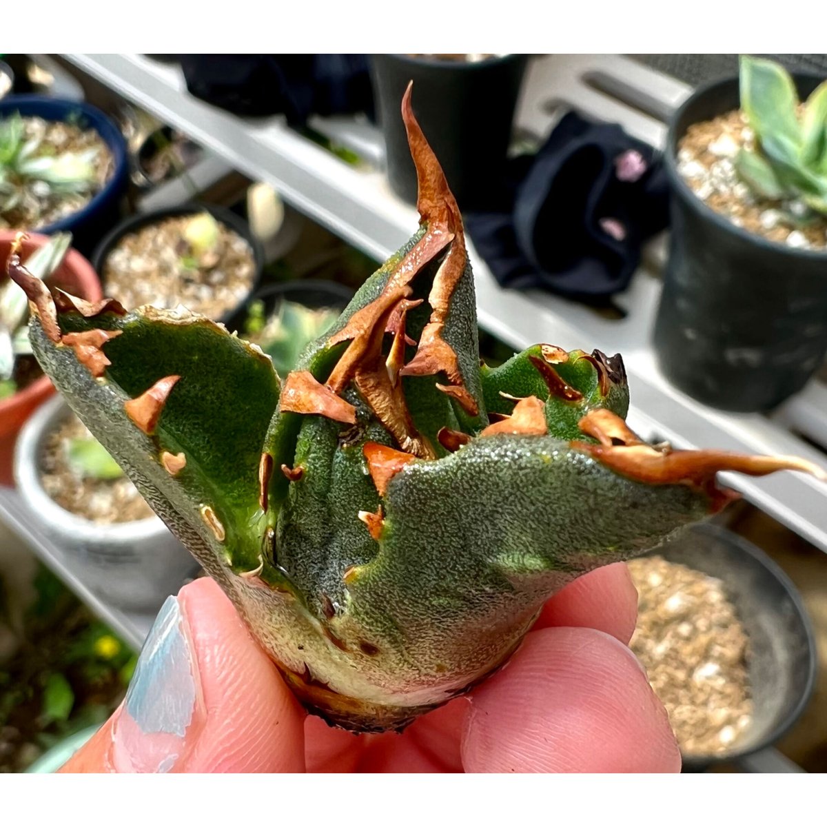 アガベ agave titanota チタノタ『三叉戟』超極上二股棘 | Lucky