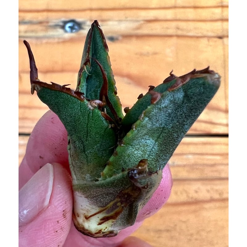 アガベ agave titanota チタノタ『海王』 | Lucky Summer Agave アガベ agave titanota チタノタ『海王』 | Lucky Summer Agave