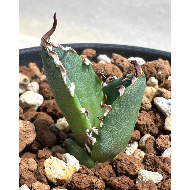 アガベ agave titanota チタノタ『狂戦士 黒犀牛』一株限定 | Lucky Su