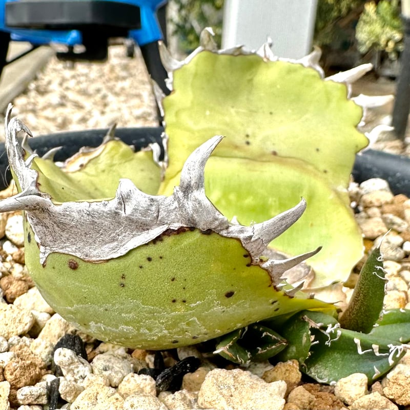 AA10 多肉植物 アガベ チタノタ SAD南アフリカダイヤモンド 大きかっ AA10 多肉植物 アガベ チタノタ SAD南アフリカダイヤモンド 大きかっ