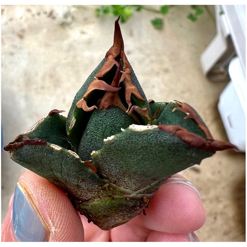 アガベ agave titanota チタノタ『三叉戟』極上棘 | Lucky Summer