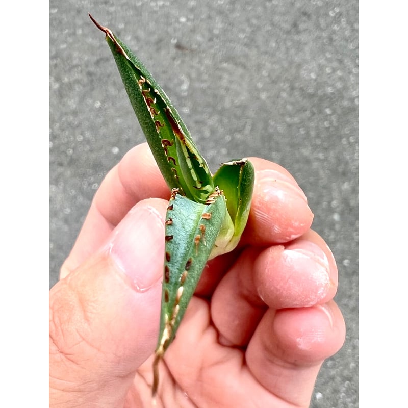 アガベ チタノタ 黒犀牛 狂戦士 ラスト中株 【公式通販】