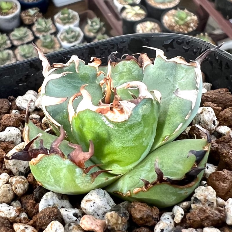 アガベ agave titanota チタノタ『黒鯨』 発根済み狂棘極上棘特選株 ...