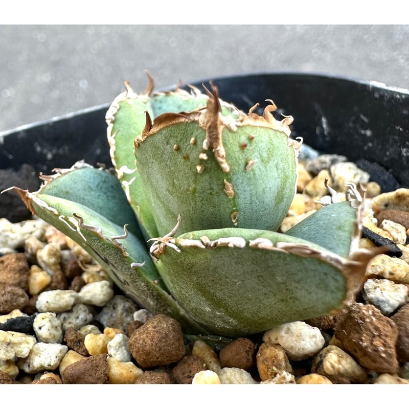 アガベ 『Mesmerizing Spines-WV』 | Lucky Summer Agave