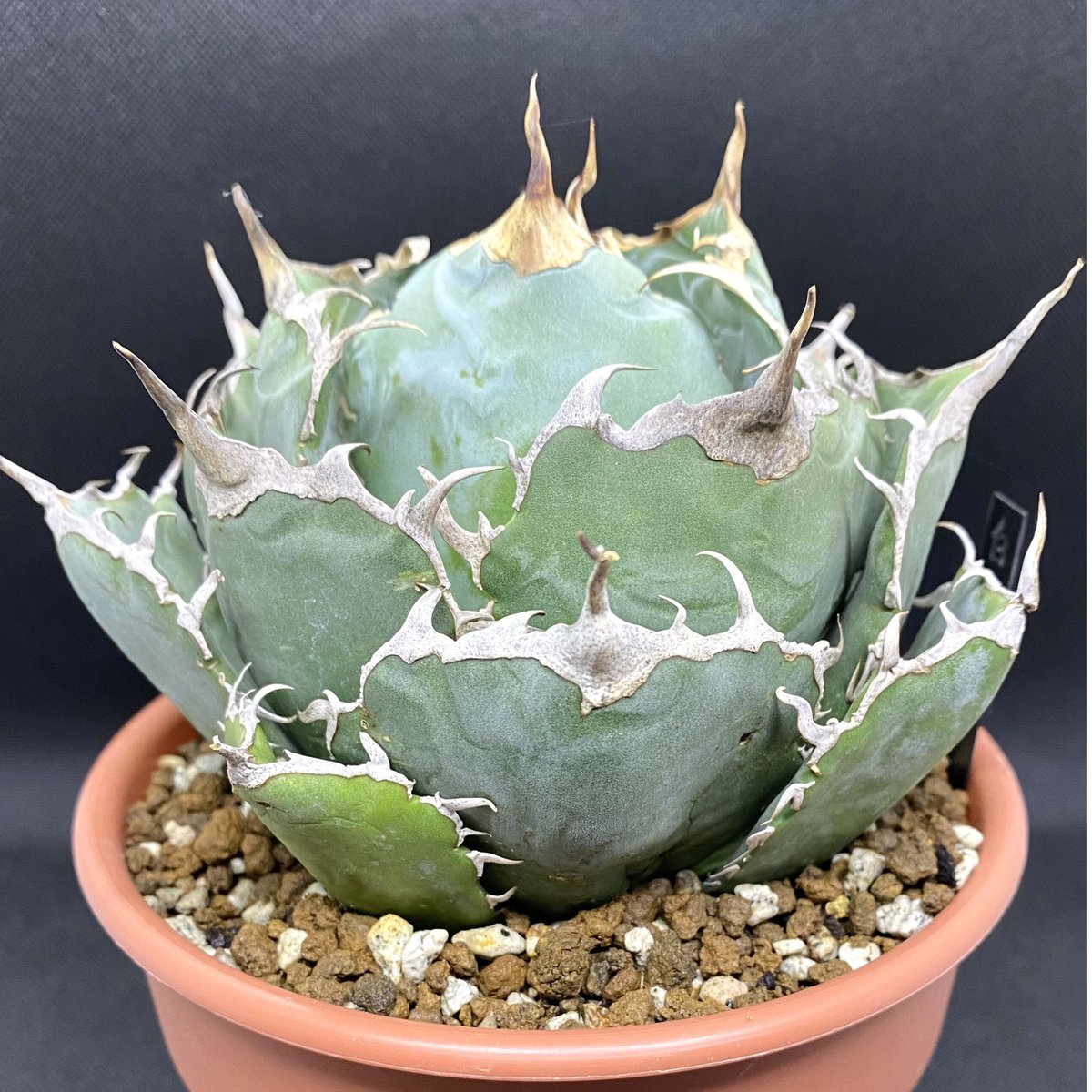 アガベ　agave チタノタ 白鲸 3株