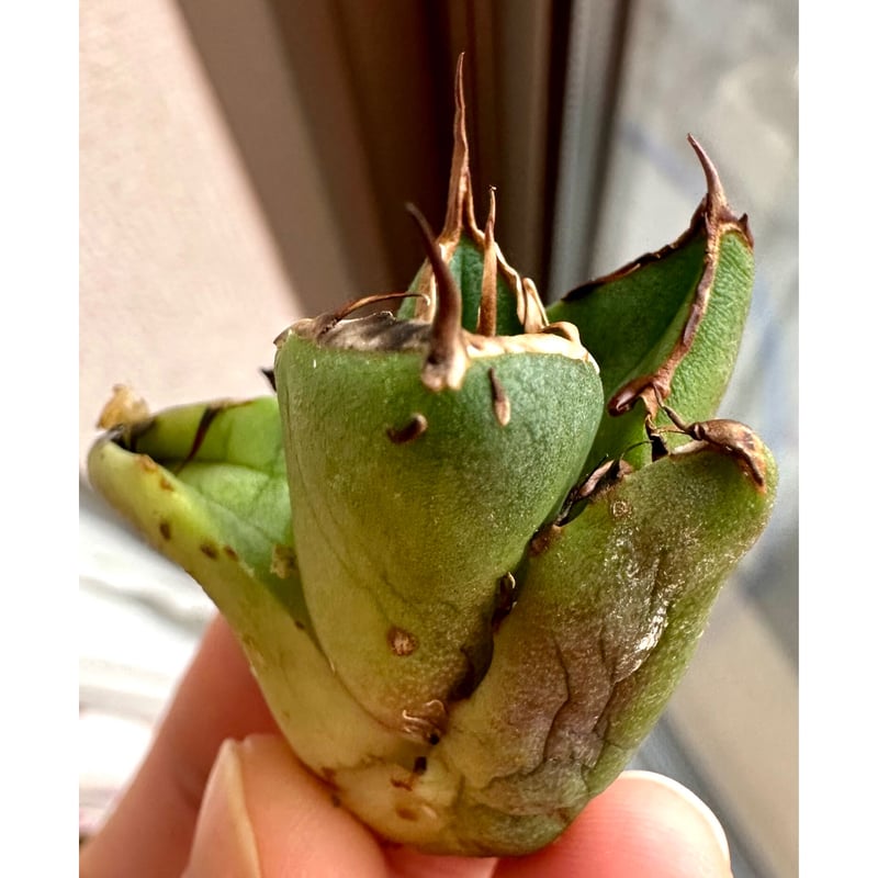 アガベ『ピカチュウ 鬼爪』 | Lucky Summer Agave